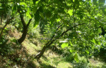 Záhrada, Košice - Darg.hrdinov - Furča, Slivník – fotka 4